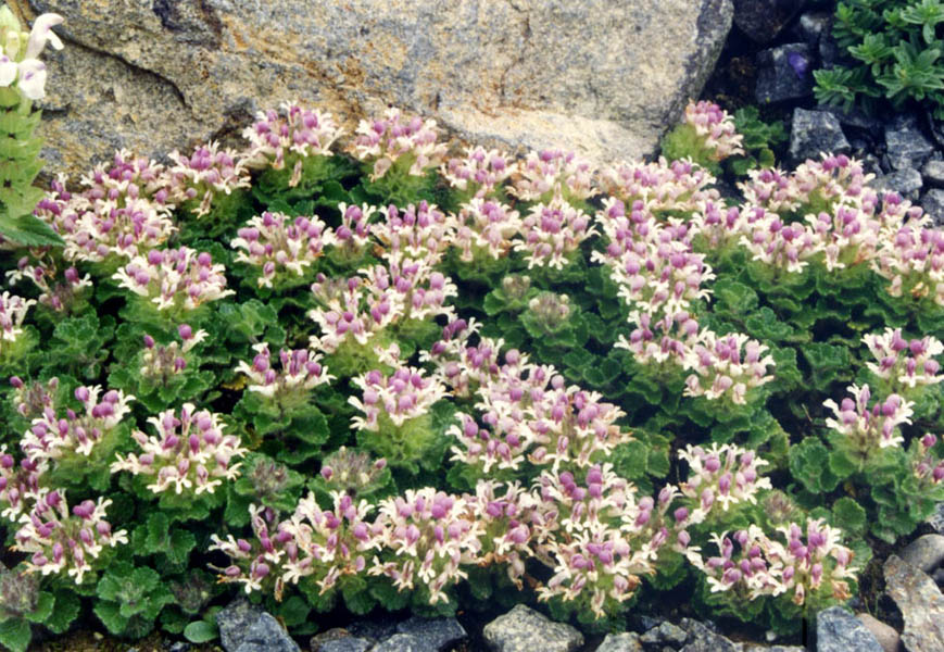 Teucrium pyrenaicum 5